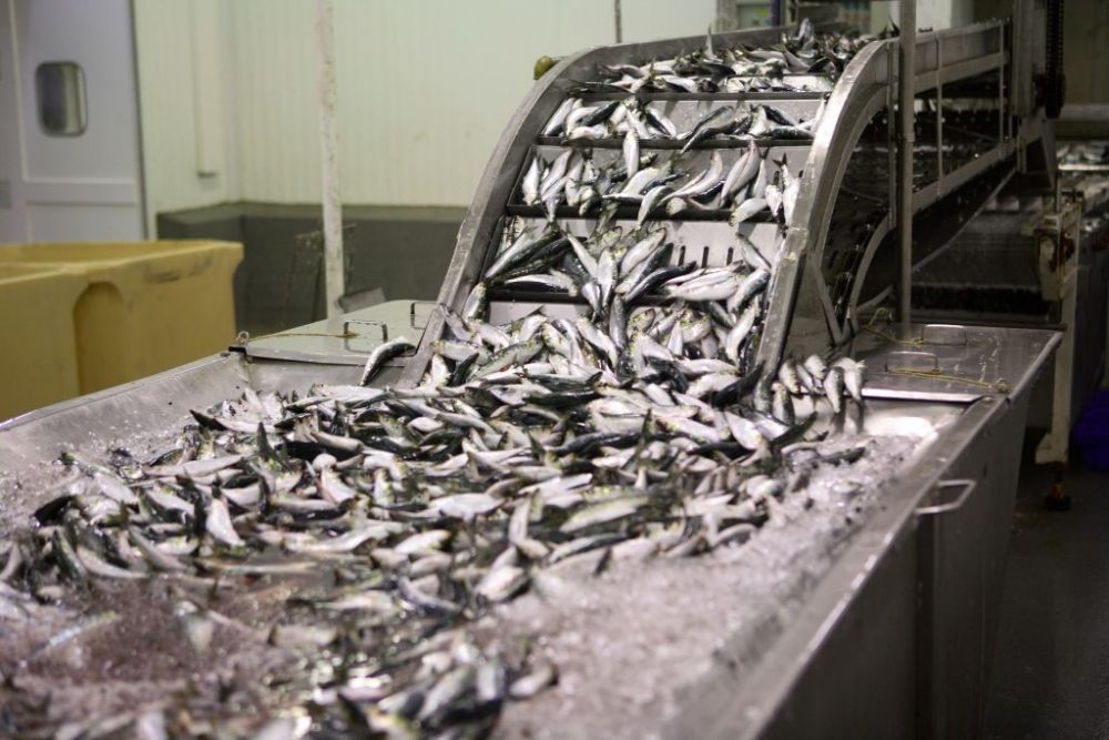 Ucrânia: Conflito coloca mercado de peixe escocês de £20 milhões em risco