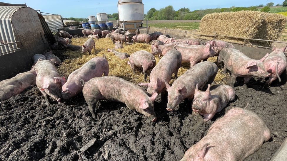 Tesco dá £ 6,6 milhões a produtores de suínos após pedido