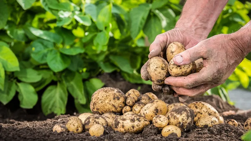 Transição da agricultura regenerativa será acelerada por meio de novo fundo de impacto