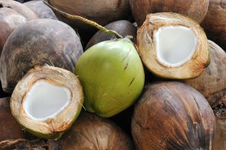 BASF se concentra no óleo de coco certificado e de origem sustentável