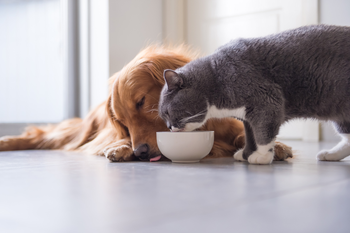 Symrise conclui aquisição da Wing Pet Food