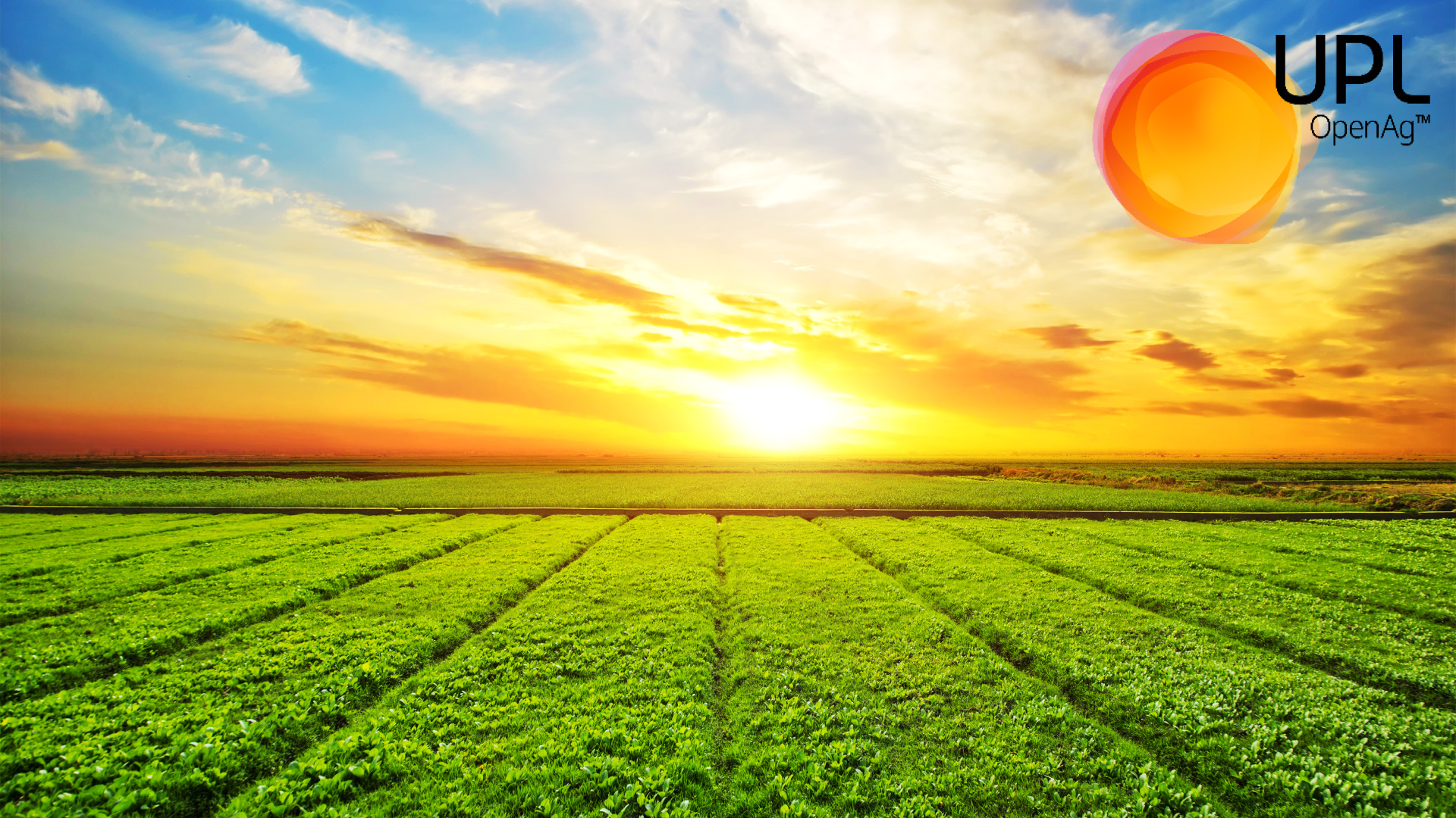 UPL e Bunge formam nova empresa no Brasil visando maior produtividade aos agricultores