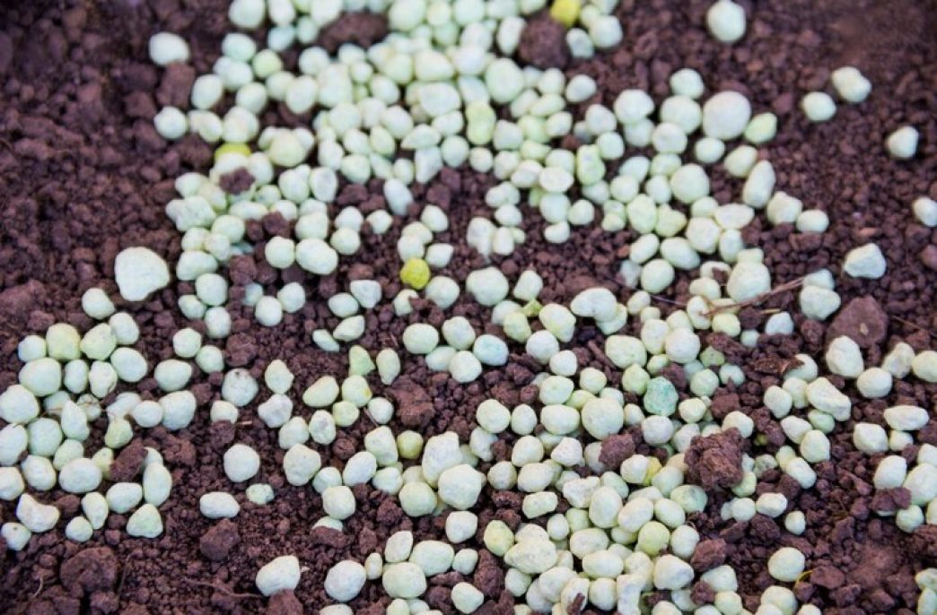 Agricultores russos adquirirão 5 milhões de toneladas de fertilizantes minerais este ano