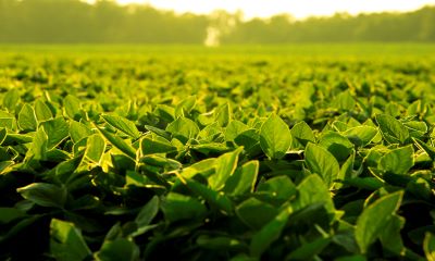 BASF e Corteva desenvolverão novas soluções de controle de plantas daninhas da soja