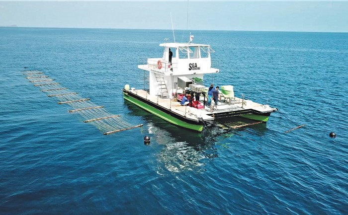 Sea6 levanta US$ 18,5 milhões para fazendas de algas marinhas