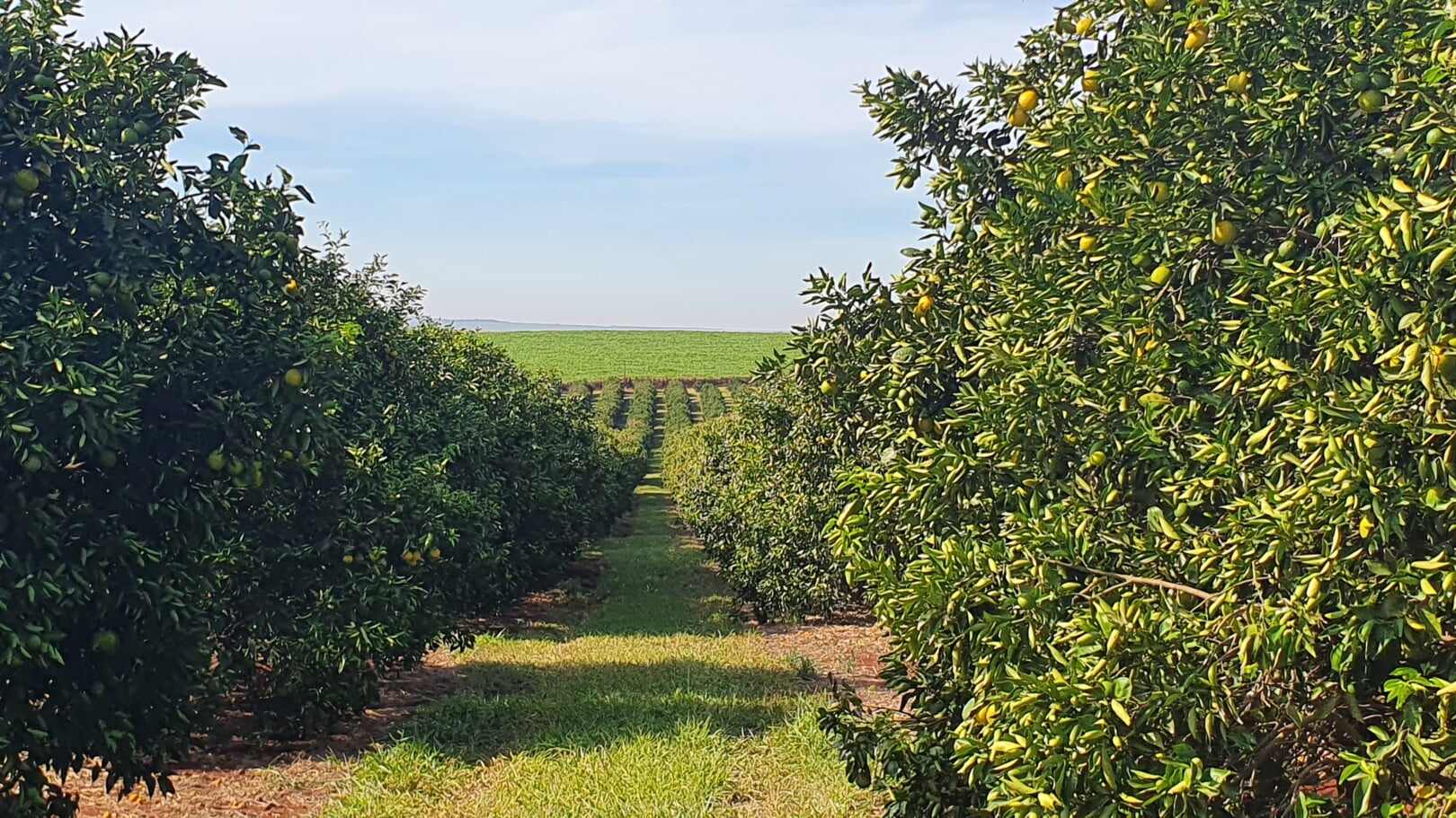 UPL e ORO Agri anunciam acordo para produto de bioproteção multifuncional de óleo de laranja