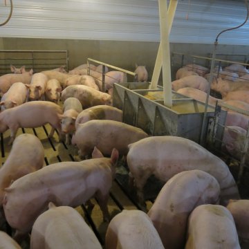 Vacinar ou tratar? Imunizar porcos beneficia o aumento da eficiência alimentar