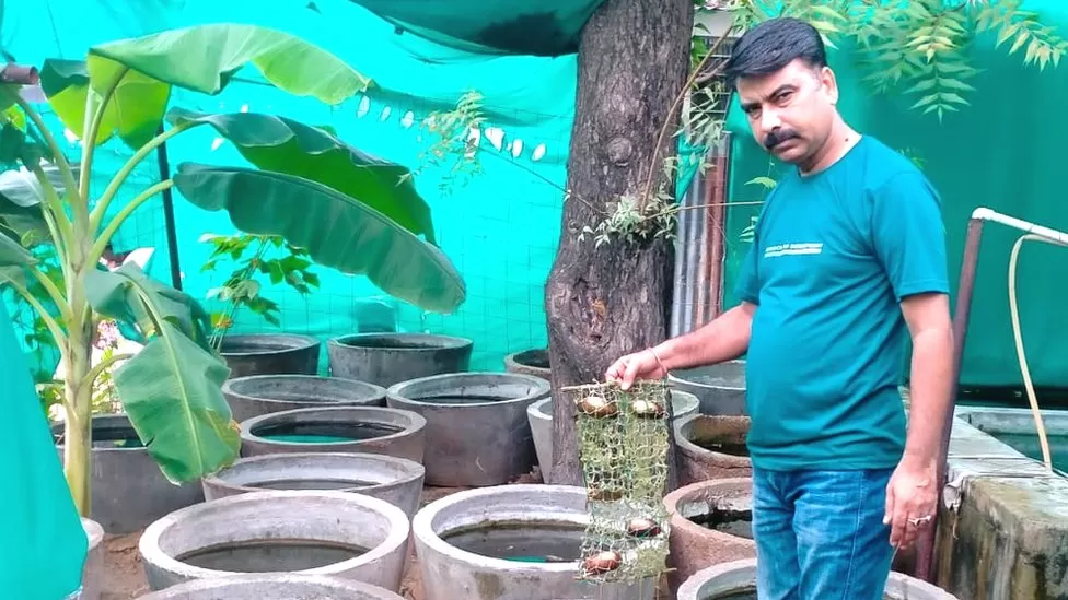 Como a Índia está construindo uma indústria de cultivo de pérolas