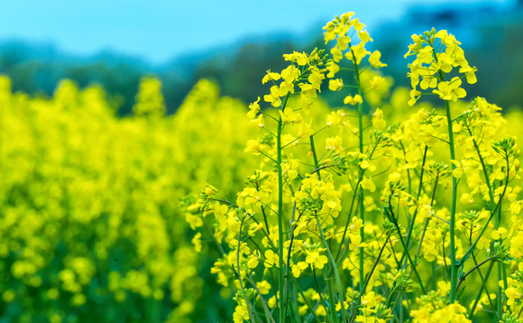 Gigantes de alimentos se unem para tornar a agricultura regenerativa um 'acéfalo' para os agricultores
