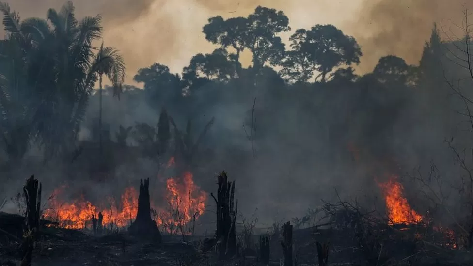 Desflorestação: lei da UE proíbe bens ligados à destruição de árvores