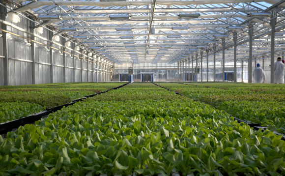 Amazon renova agricultura sustentável com primeira alface de baixo impacto