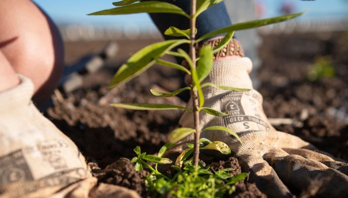 Santanol, produtora de óleo de sândalo, junta-se à Union for Ethical Biotrade