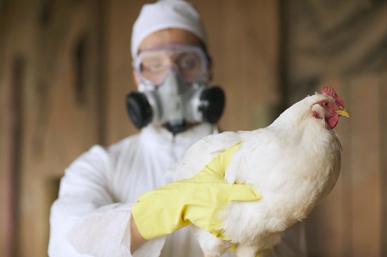 Gripe aviária, "A gente tem condição de mantê-la longe da produção", declara Ricardo Santin presidente da ABPA.