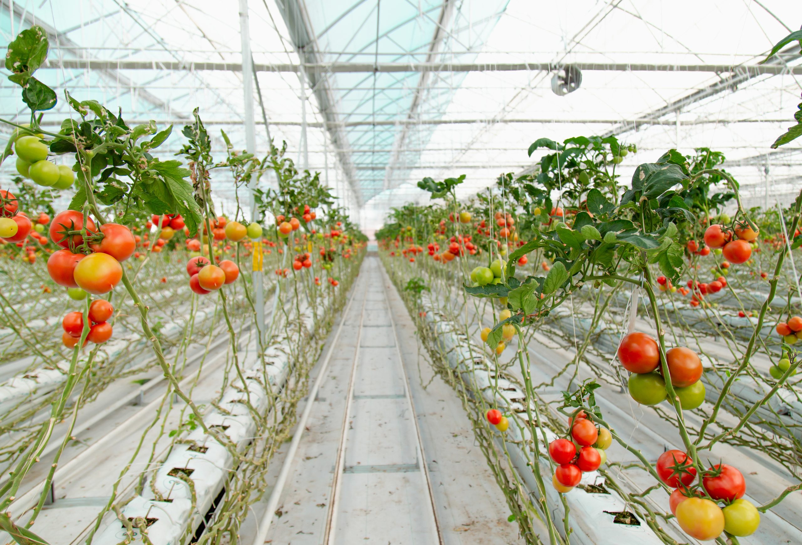 Soluções para o cultivo protegido estarão entre os destaques na Hortitec 2023