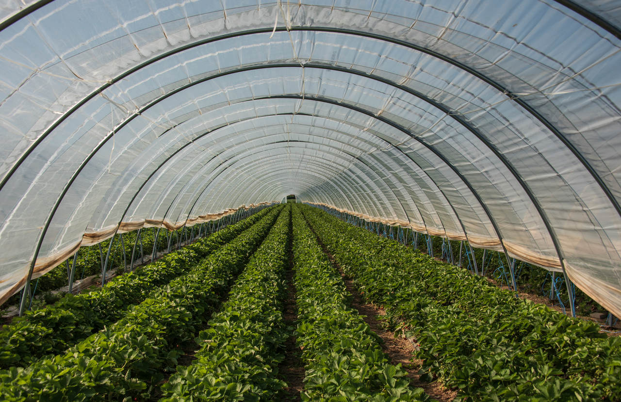 Plástico pode oferecer facilidades ao setor do agronegócio