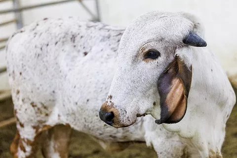Tecnologia de edição de genes produz primeiro bezerro resistente ao vírus da diarréia viral bovina (BVDV)