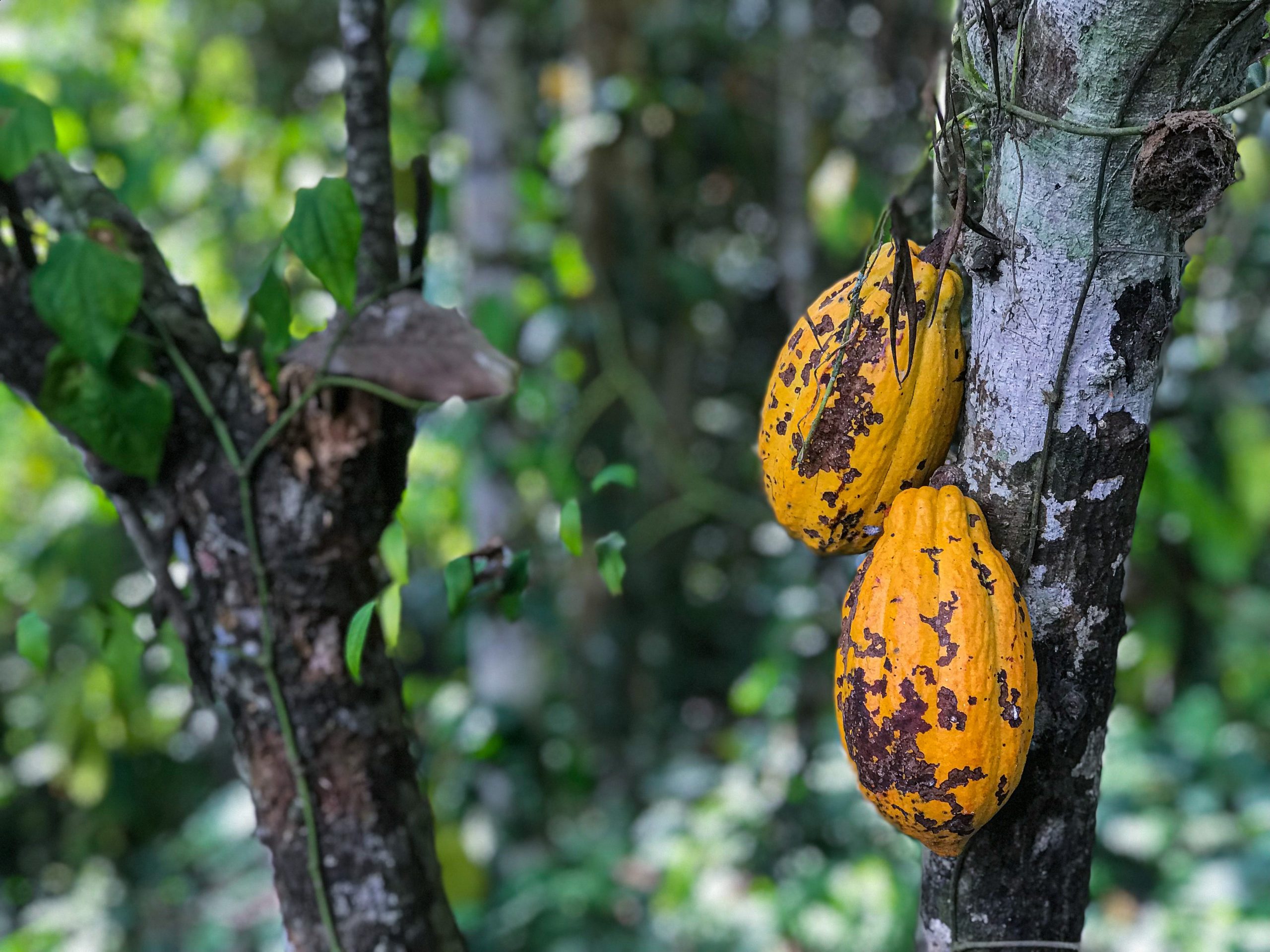 Cacau: o ingrediente do desenvolvimento sustentável