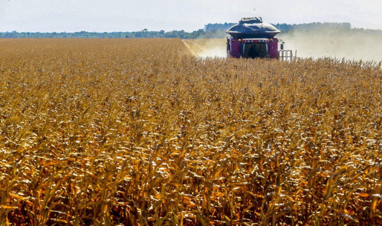 Agronegócio de SP registra um superávit de US$ 14,4 bilhões entre janeiro e agosto deste ano