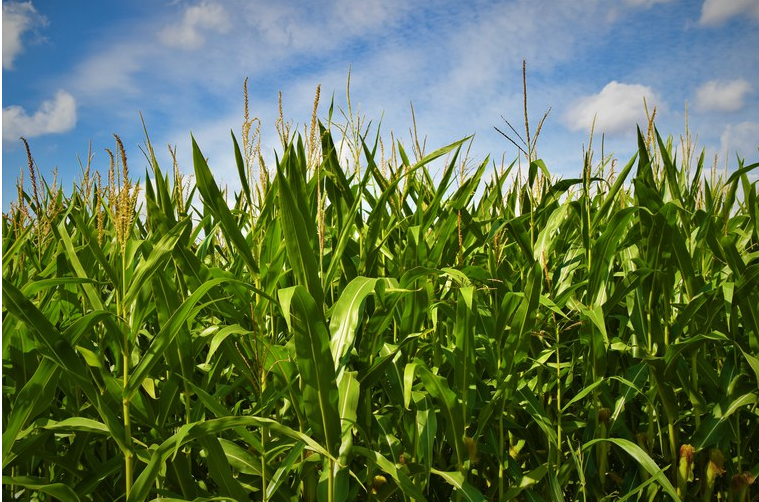 Exportações do agronegócio em outubro foram de US$ 13,38 bilhões