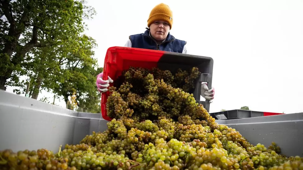Produção global de vinho cai para o menor nível em 62 anos em 2023