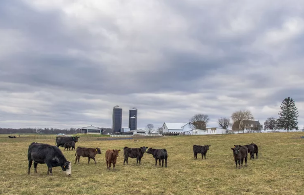 Reguladores de Iowa reconsideram permissão para instalação controversa de gado