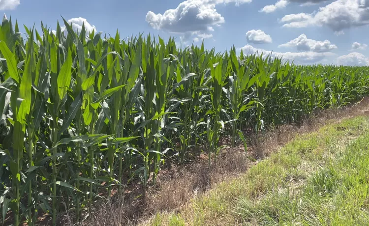 Setor Agrícola dos EUA se Protege do Mercado Mundial com Biocombustíveis, Afirma Analista