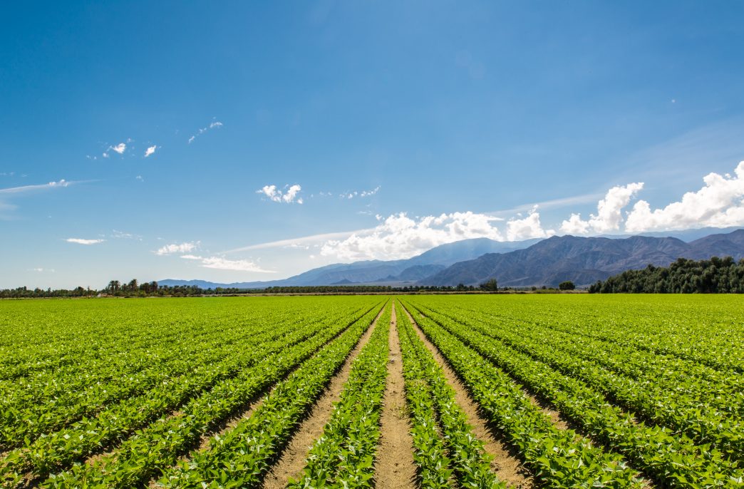 Potencializador de Fertilizantes da Biowish