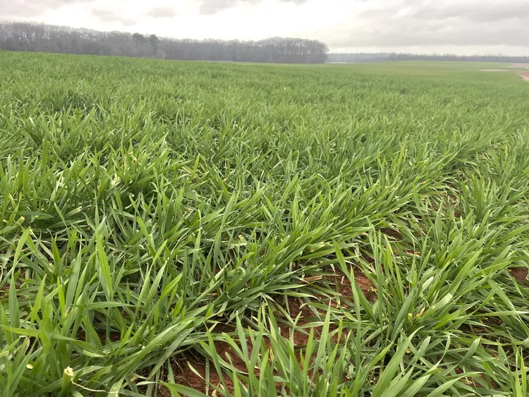 atualização da safra de trigo dos EUA
