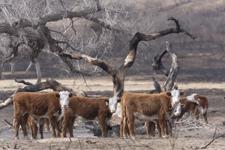 Incêndios no Texas causam a morte de mais de 7.000 cabeças de gado