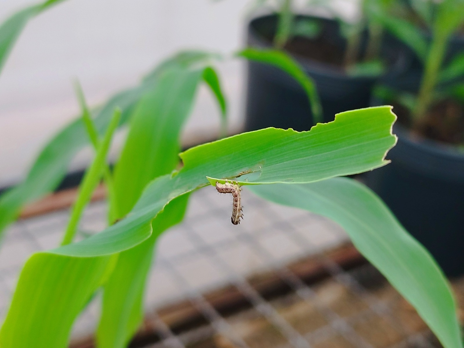 Baculovírus Sustentáveis no Cultivo de Milho Expandem Cultivos Sustentáveis no Brasil