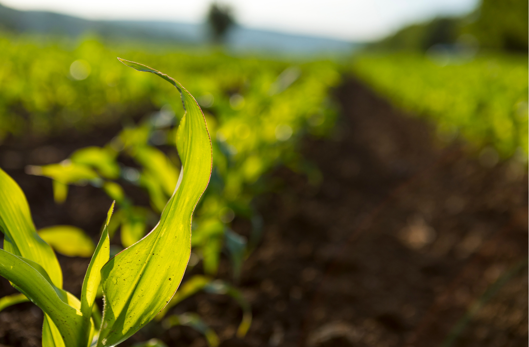 Inovações da Gemü em válvulas para o setor agro e bioenergia