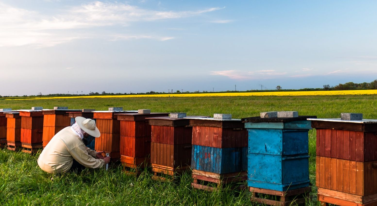 A Importância das Abelhas sem-Ferrão no SBT Agro