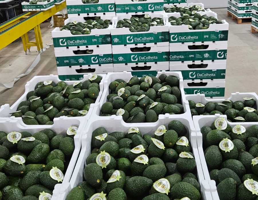 Embalagens FarmFresh: Sustentabilidade em Destaque na FRUIT LOGISTICA BERLIM 2024