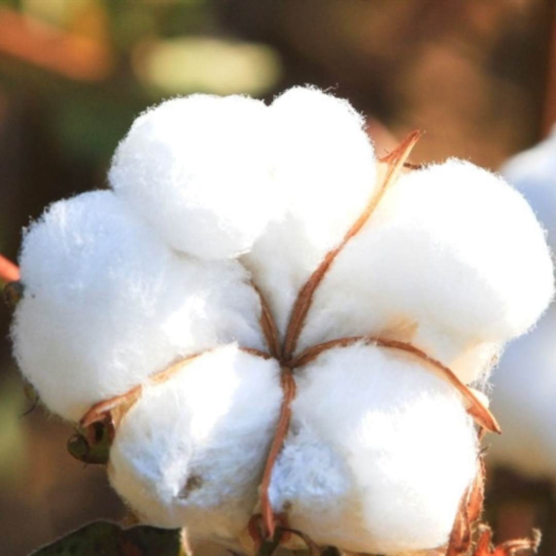 Sumitomo Chemical destaca inovação e soluções no agronegócio