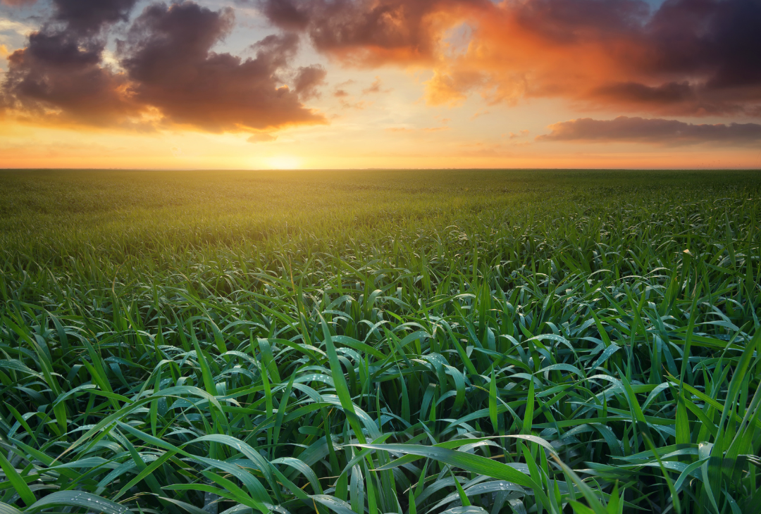 A Evolução e os Desafios do Agro Brasileiro: A Importância da Comunicação Clara