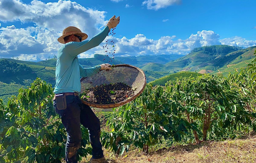 Uso de fertilizantes organominerais impulsiona sustentabilidade na cafeicultura brasileira