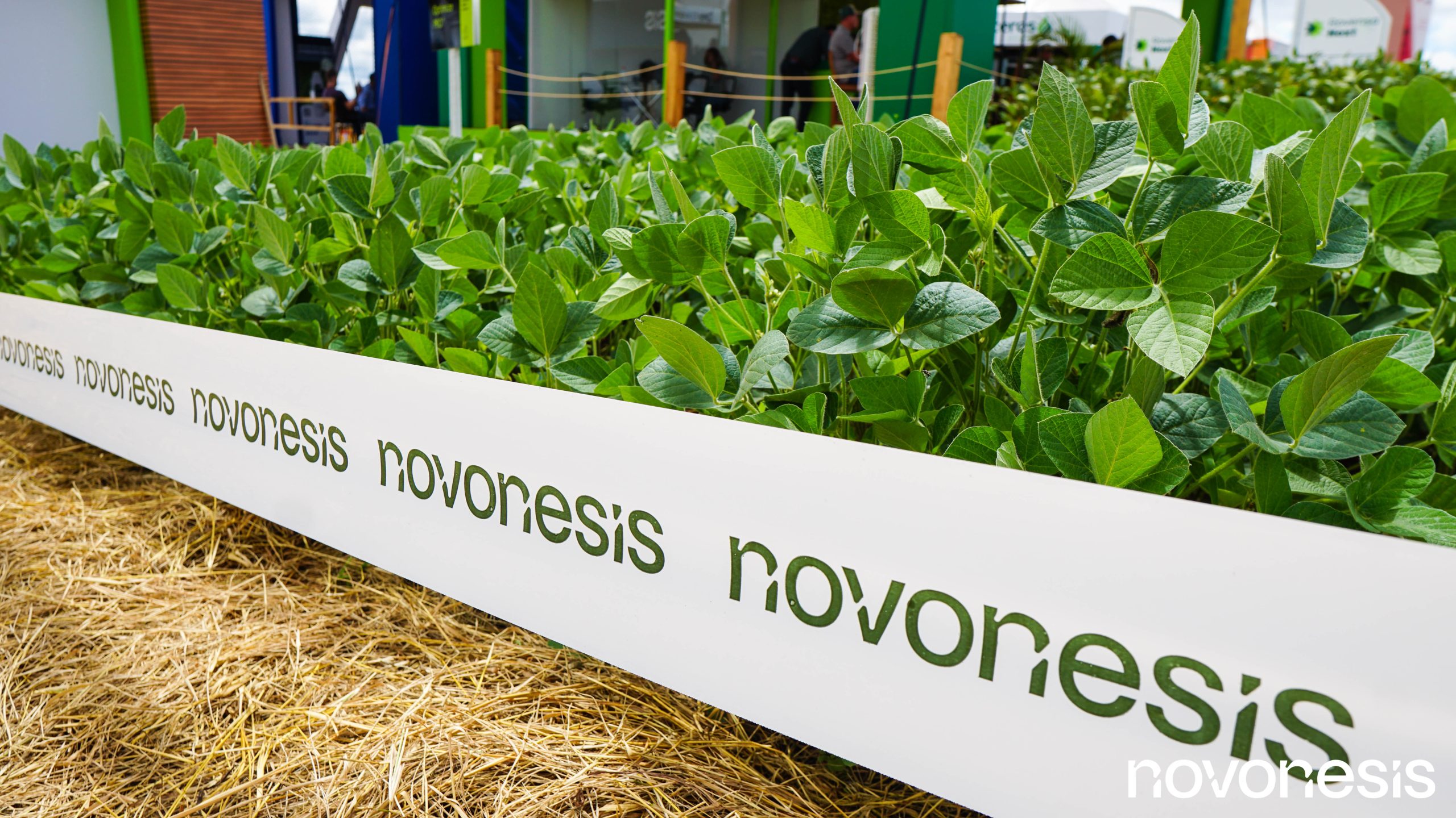 Novonesis apresentará soluções biológicas para Tratamento Industrial de Sementes (TSI) durante o Show Safra