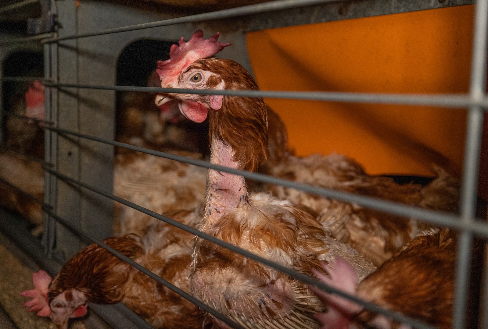 Primeiro caso de gripe aviária em granja comercial no Brasil alerta para urgência na reformulação do sistema alimentar