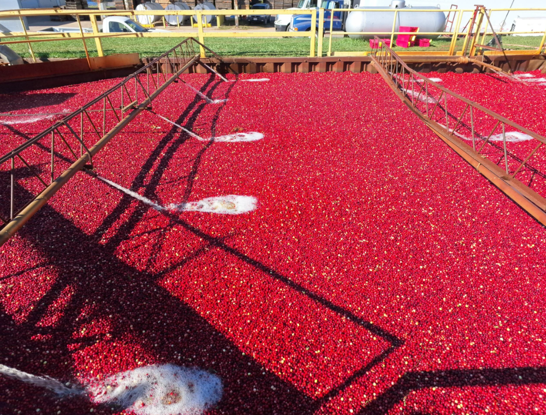 Mercado de Cranberry no Brasil: Crescimento de 130% Impulsiona Produtos Funcionais