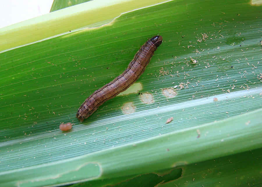 Inteligência artificial identifica lagarta-do-cartucho no milho: inovação no controle de pragas