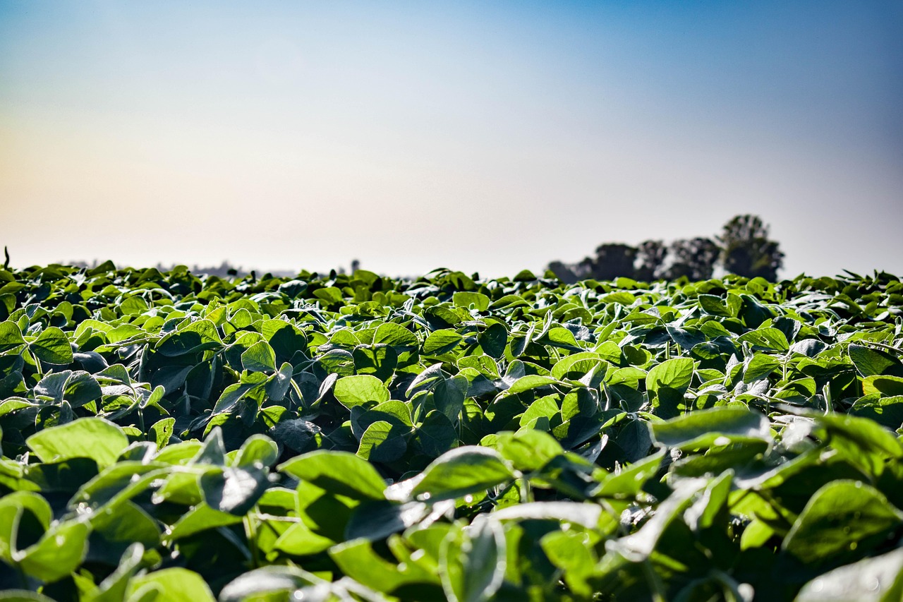 Tecnologias integradas revolucionam o agronegócio brasileiro em meio a desafios econômicos e climáticos