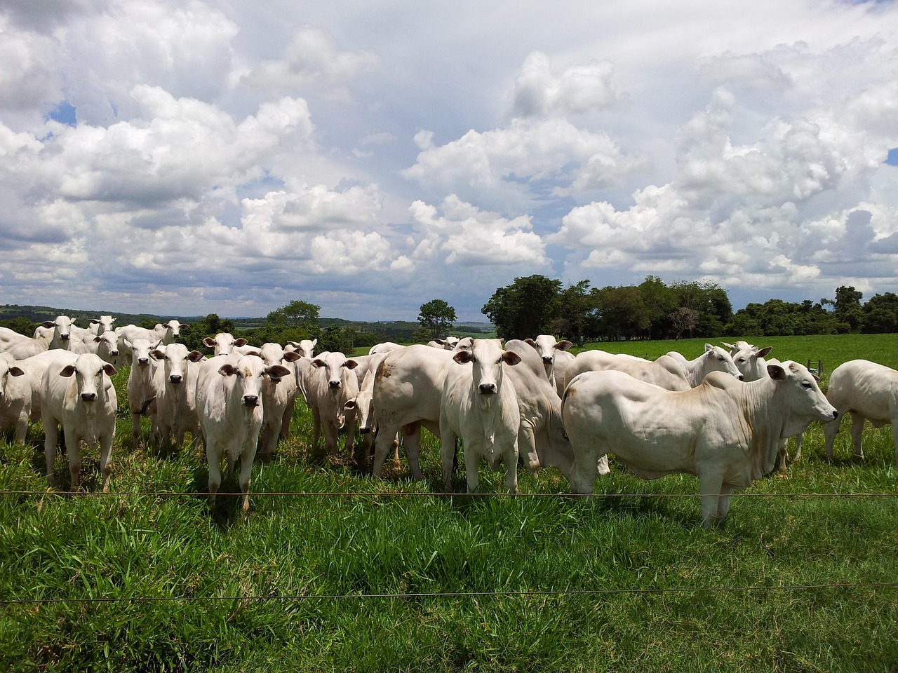 Masterboi fortalece presença no agronegócio nordestino com participação em eventos estratégicos