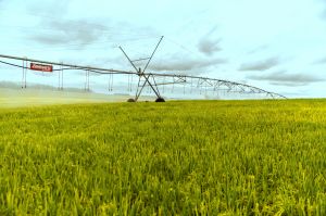 Setor da irrigação impulsiona indústrias no Brasil: parcerias estratégicas e desenvolvimento