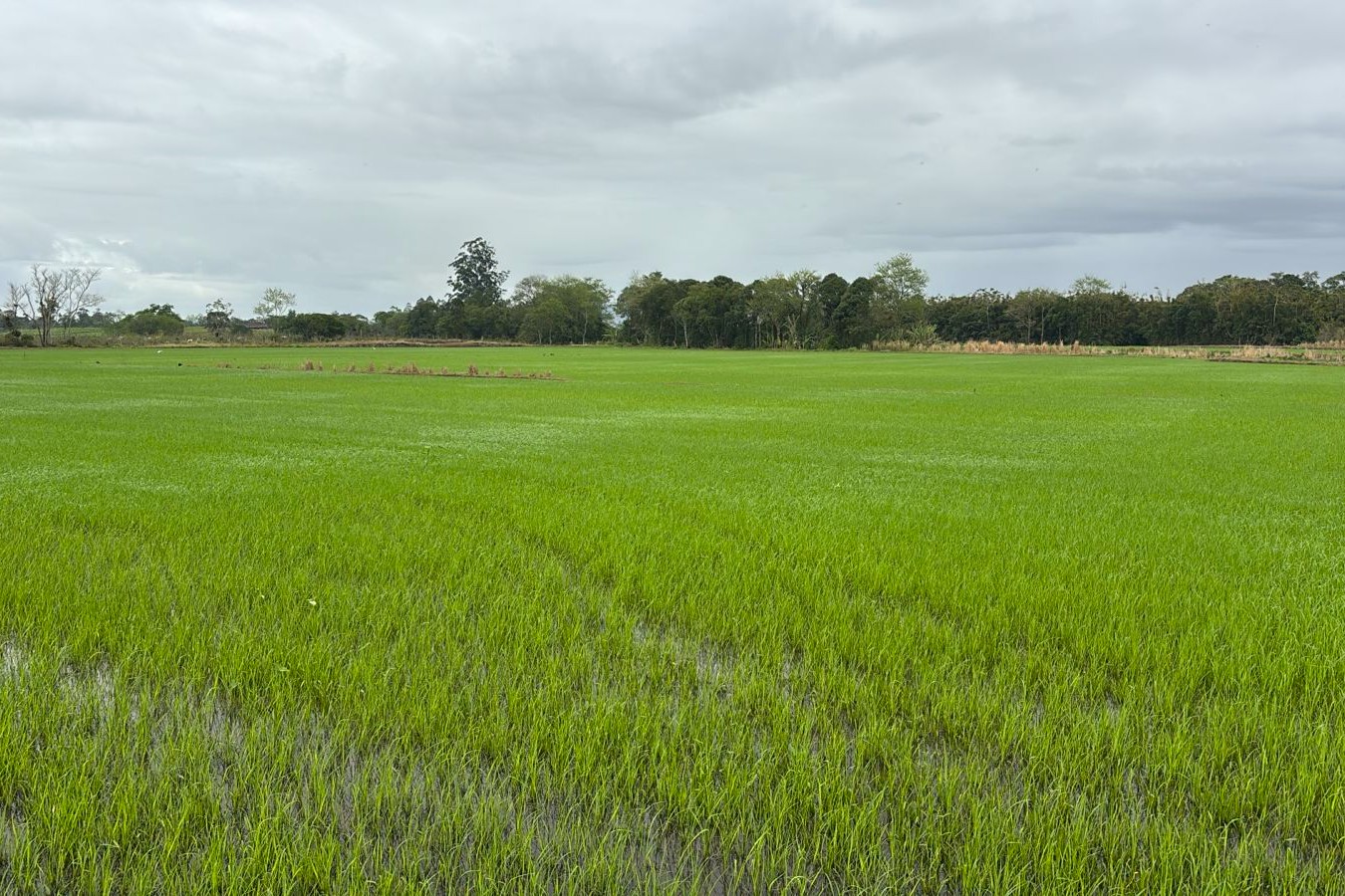 Safra de arroz 2025/2026: desafios e perspectivas para produtores e indústrias